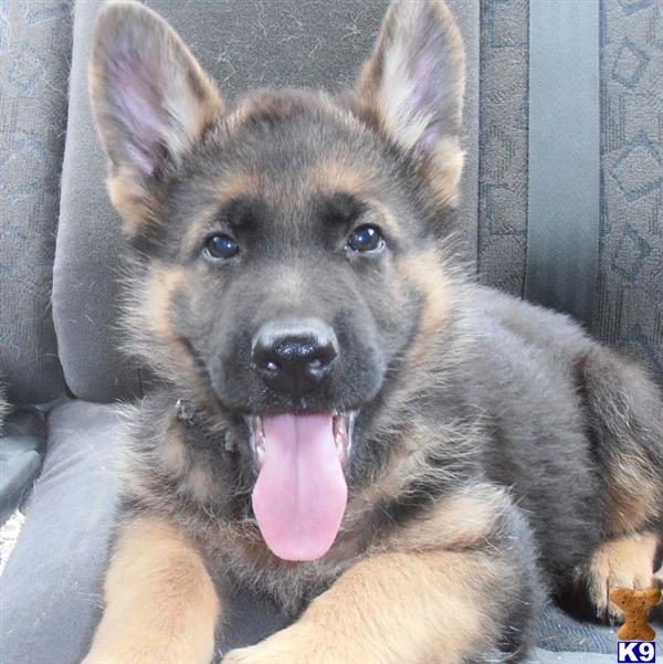 Puppies in Tampa